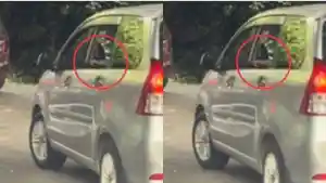 VIRAL-Pengunjung-Taman-Safari-Nekat-Buka-Kaca-Mobil-di-Area-Singa-tak-Acuh-Dikasih-Peringatan.jpg