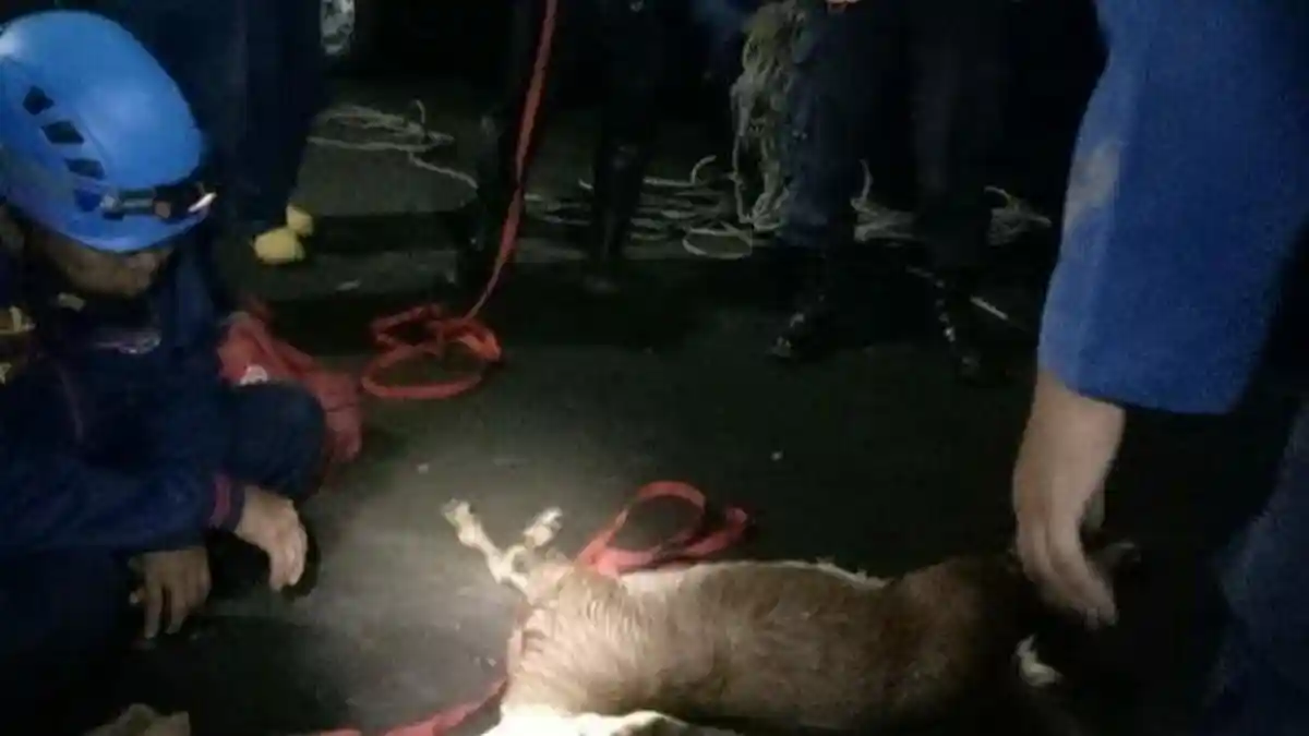 Anjing dan Kambing Tercebur di Sumur, Nyawanya Selamat Berkat Aksi Satria Biru