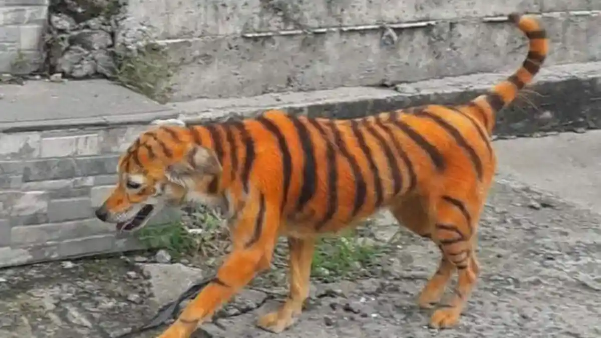 Arti Mimpi Digigit Anjing, Benarkah Pertanda Buruk? Ini Jawabannya