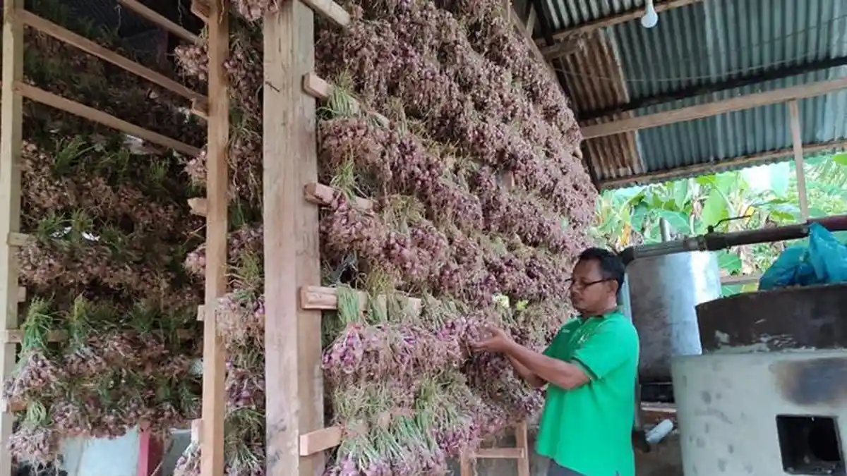 Petani Aceh Selatan Sukses Kembangkan Penangkar Benih Bawang Merah, Ini Luas Areanya