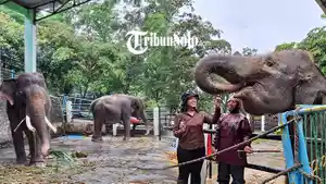 Kolase-foto-gajah-di-Taman-Satwa-Waduk-Gajah-Mungkur-Wonogiri-yang-viral-Minggu-512025.jpg