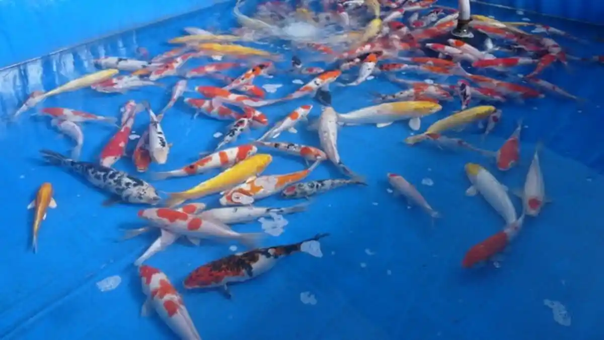 Kunci Jawaban Kelas 4 Tema 2, Taksirlah Berat Ikan yang Didapatkan oleh Setiap Pembeli!