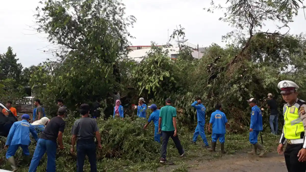 Pohon Asam Usia 100 Tahun Tumbang, Tutup Jalan Sudirman Prabumulih
