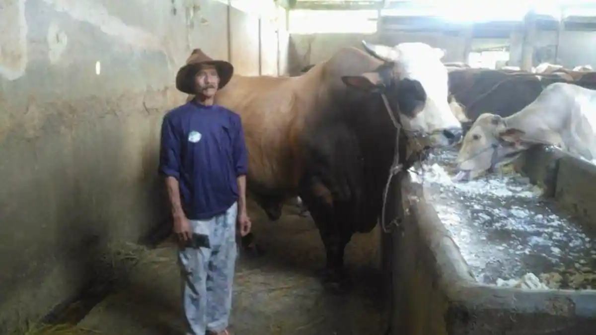 Sapi si Jagad Berbobot 1 Ton Dirawat Spesial: Dibeli Rp 14 Juta Lalu Dijual Kembali Rp 85 Juta
