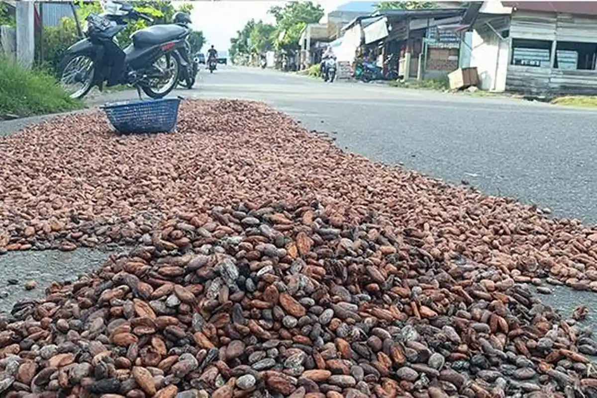 Harga Kakao Kering di Aceh Tenggara Naik Tipis, Menjadi Rp 42.000 per Kilogram