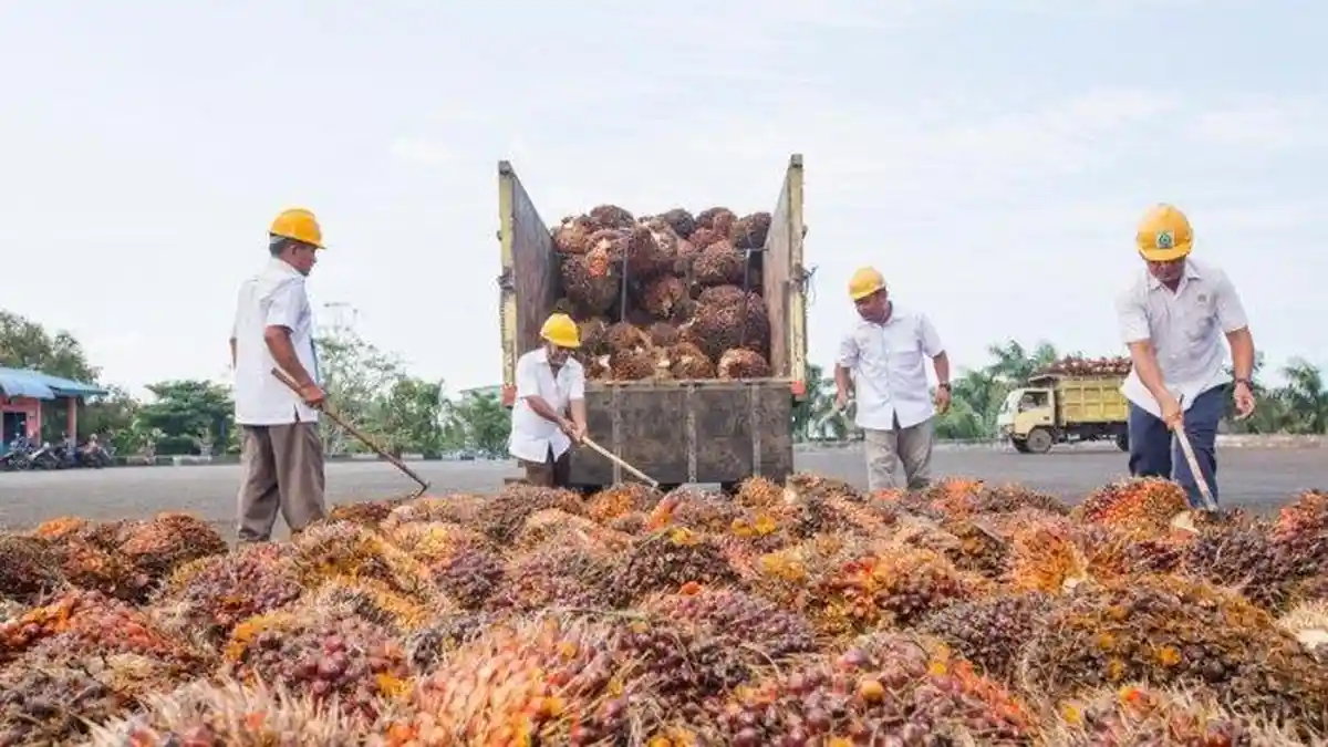 Kecewakan Petani, Harga Sawit Masih Murah