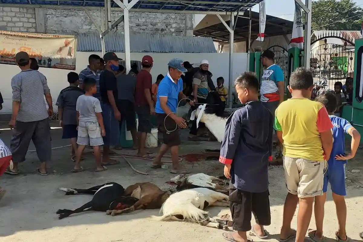 Pemotongan 52 Ekor  Sapi dan Kambing Meriahkan Idul Adha Mesjid Agung Al Falah Waitabula SBD