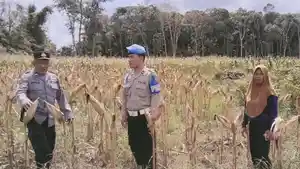 Dukung-Ketahanan-Pangan-Polsek-Rambang-Lubai-Monitoring-Tanaman-Jagung.jpg