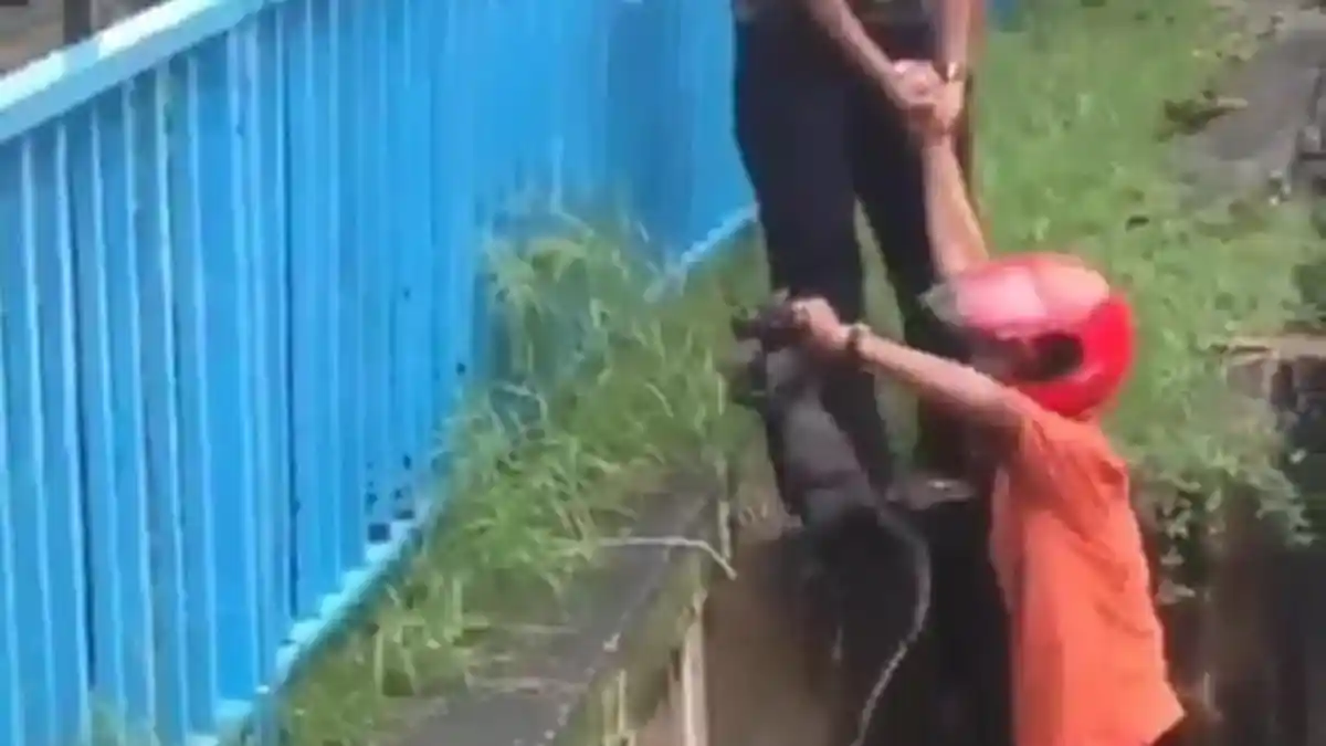 Aksi Heroik Penyelamatan Kucing Ini Dapat Pujian Netizen, Semoga si Bapak Dilimpahi Berkah