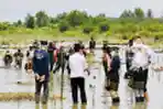 Presiden Jokowi Tanam Pohon Mangrove di Kabupaten Tana Tidung