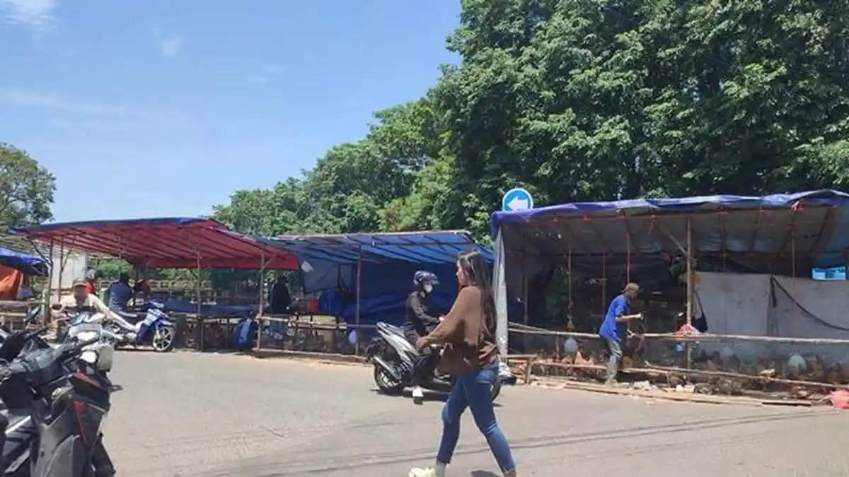 Harga Daging Ayam Turun, Penjual Ayam Afkir Bermunculan Jelang Lebaran