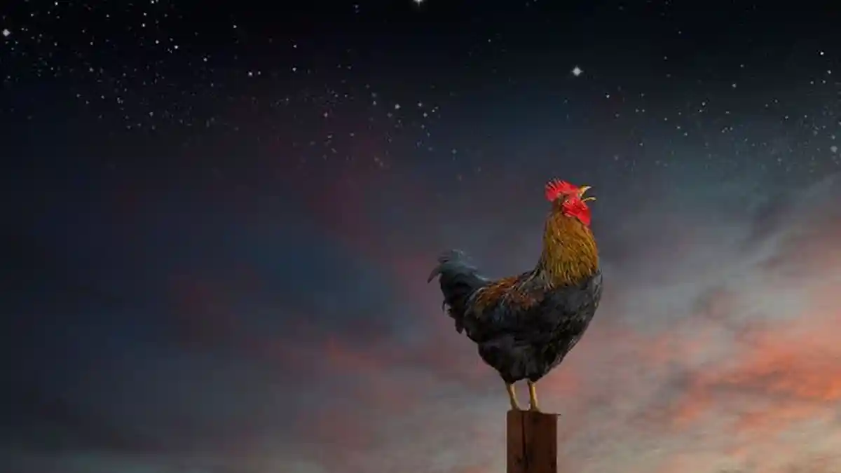 Ayam Jago Berkokok Tengah Malam, Ternyata Inilah Artinya