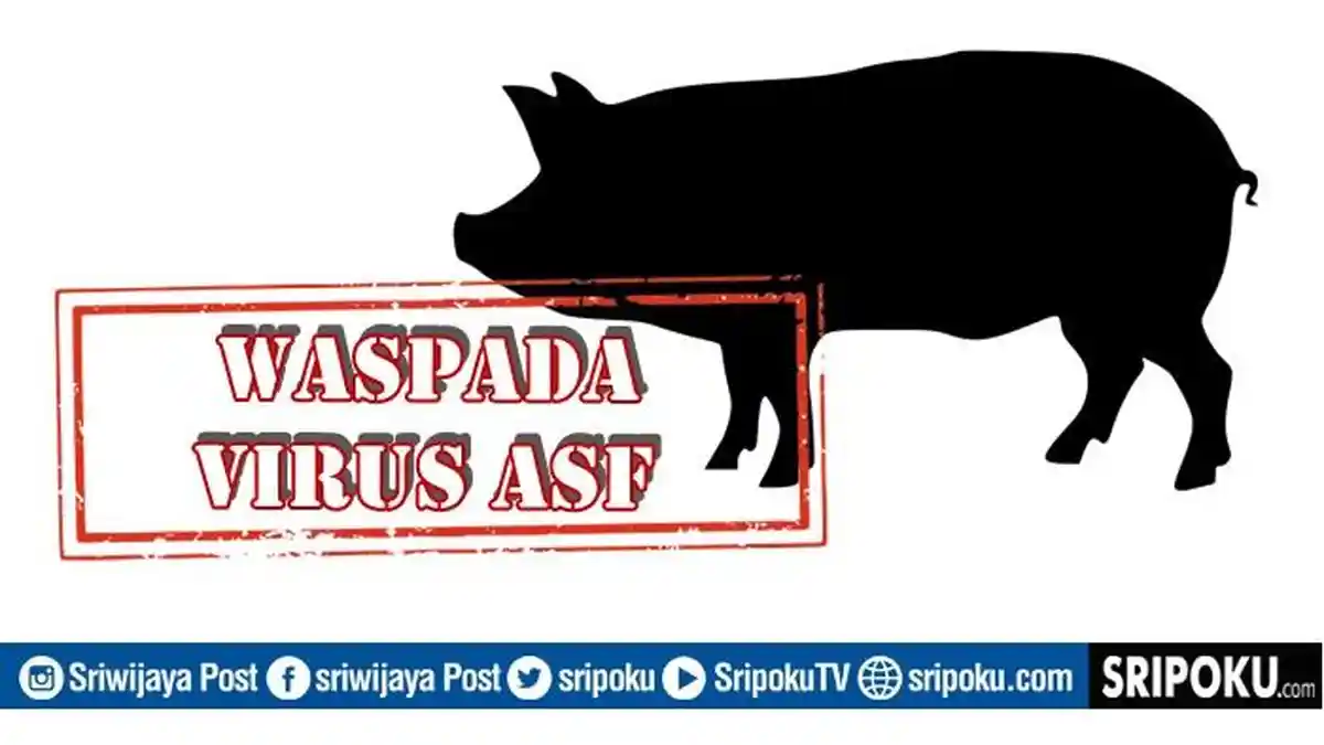 Apa Itu ASF? Ini Pengertian Jenis Flu Babi yang Perlu Diwaspadai Lengkap Cara Pencegahan dari Virus