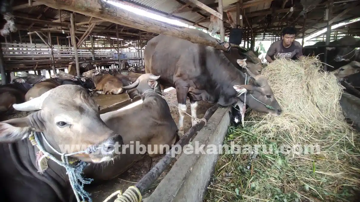 Jelang Idul Adha, DPRD Pekanbaru Minta Pemko Pastikan Semua Hewan Kurban Bebas Penyakit