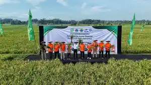 rano-panen-di-cianjur-STOK-BERAS-AMAN.jpg