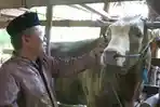 sapi-kurban-jokowi-2020.jpg