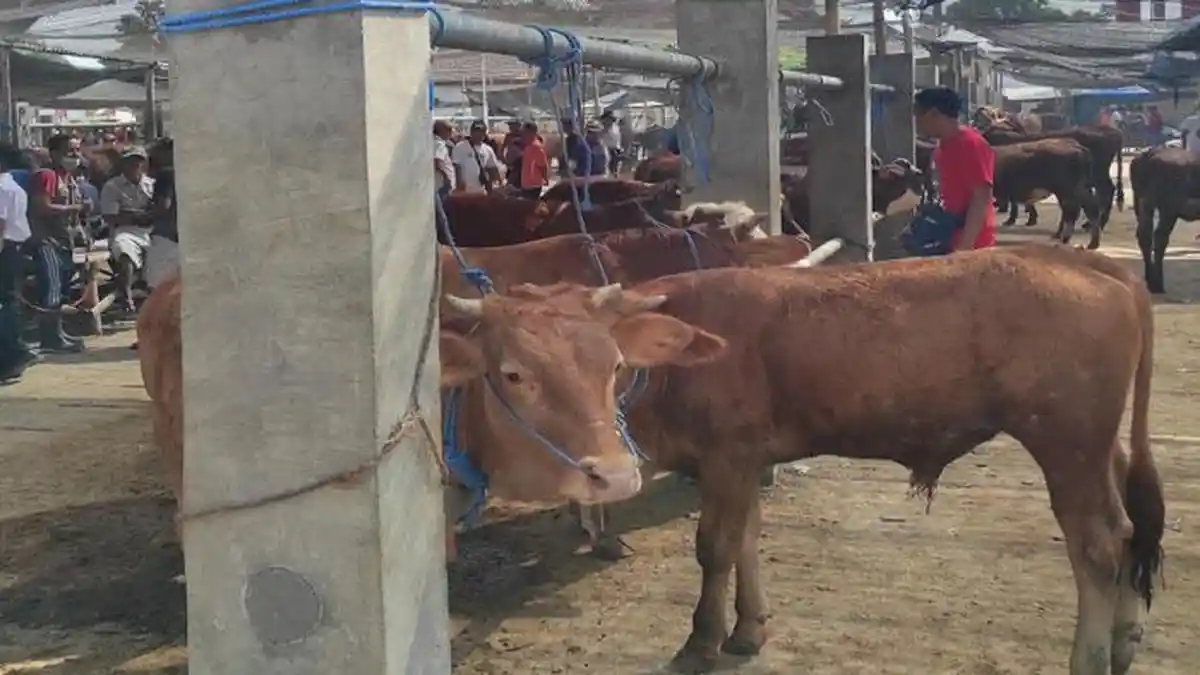 Jelang Idul Adha 2024, Harga Sapi di Pasar Hewan Dimoro Kota Blitar Naik hingga Rp 2 Juta per Ekor