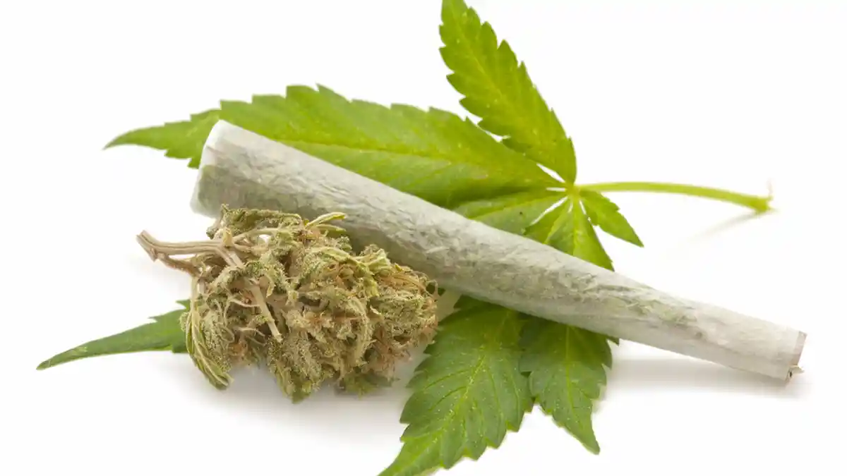 Pria Bondowoso ini Kaget Polisi Gerebek Rumahnya, Pergoki Mau Jual Daun Ganja Kering