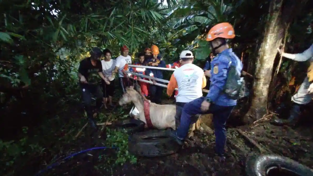 Dramatis! Damkar Evakuasi Kuda Sumbawa yang Tercebur ke Lubang Sumur di Bogor