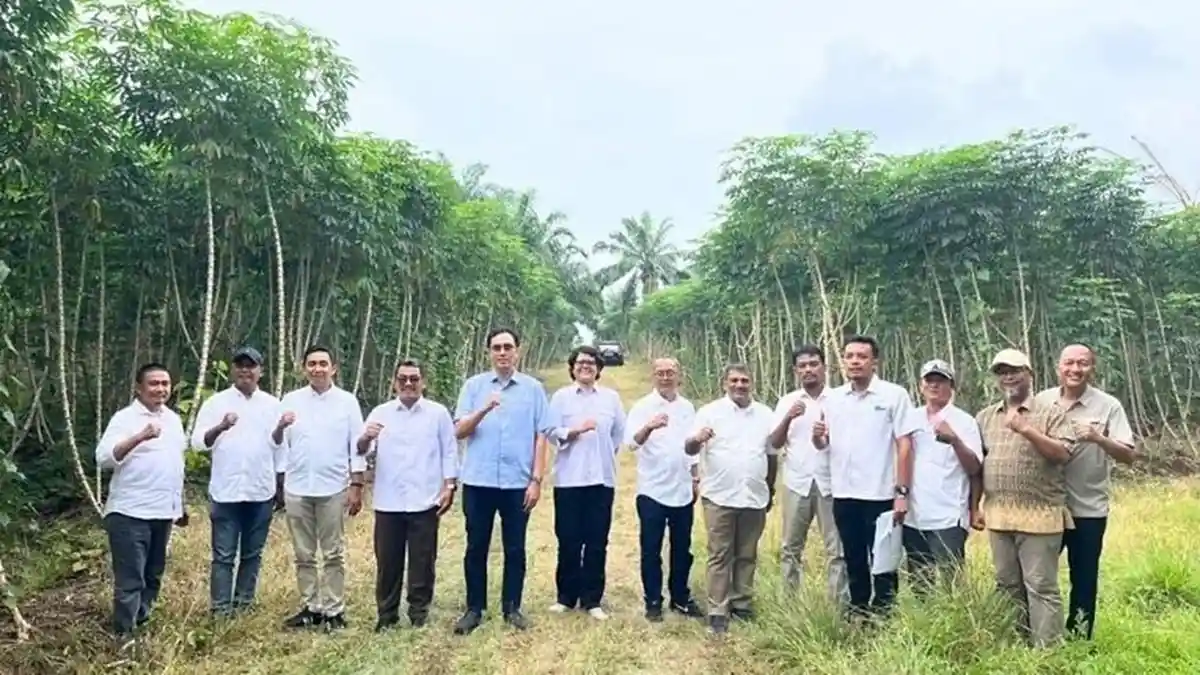 PTPN Genjot Singkong di Lampung–Sumsel, Targetkan Produktivitas 30 Ton ...