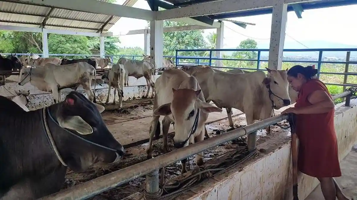 60 Ekor Sapi Kurban Milik Pemkot Manado akan Diperiksa Kesehatannya Sebelum Dipotong