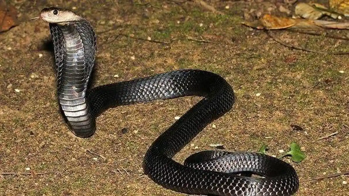 Cara Menghindari Gangguan Ular Kobra yang Sering Ditemukan di Perumahan Warga