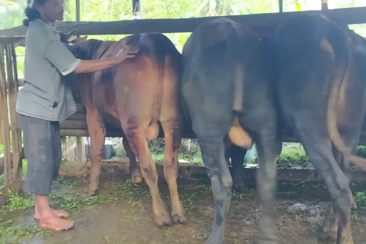 Jelang Idul Adha, Jumlah Hewan untuk Kurban di Wonosobo Dipastikan Mencukupi