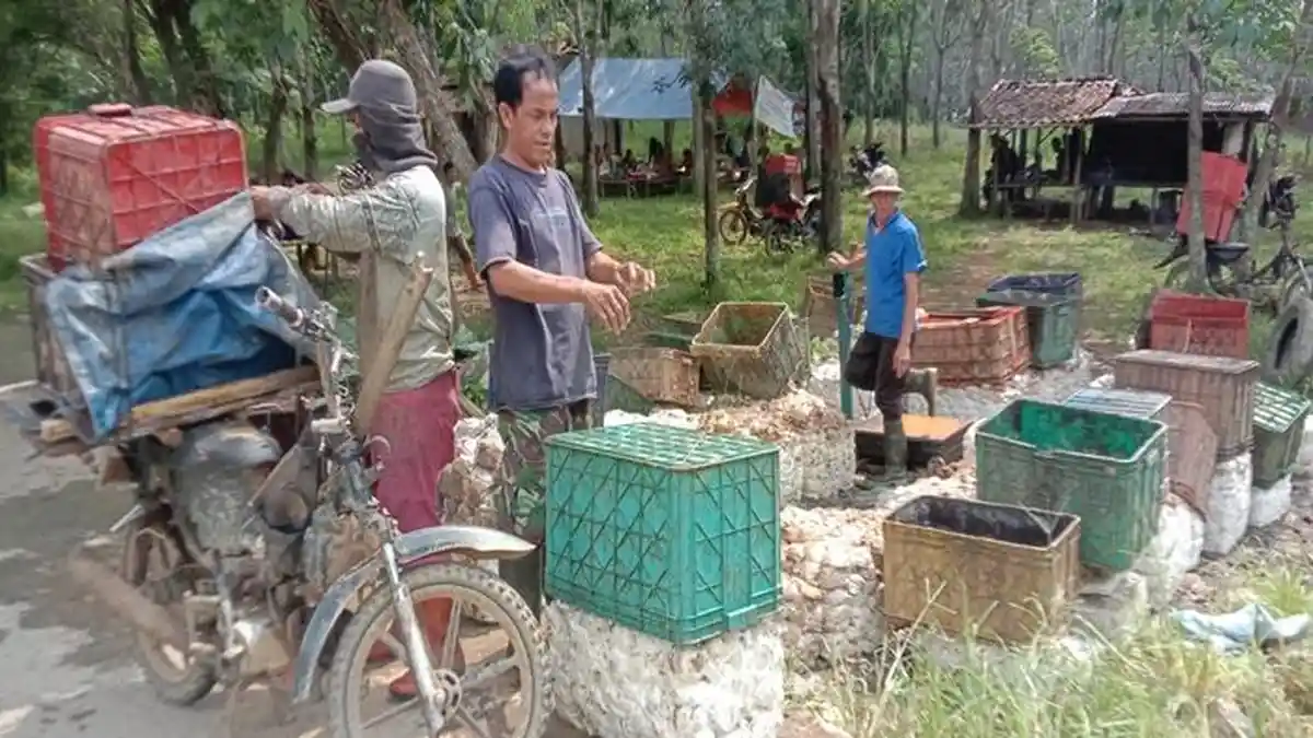 Harga Karet di OKU Sabtu 23 Mei 2026 Tembus Rp19.800 per Kilogram