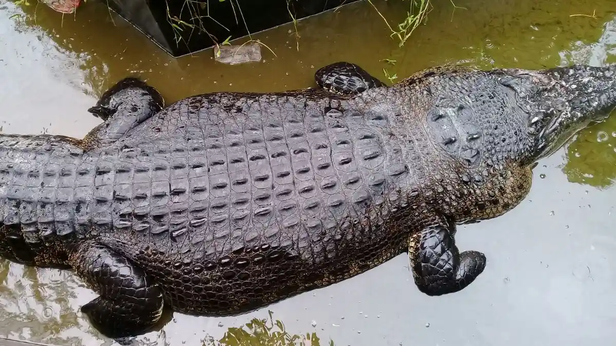 Bukan karena Sedih, Buaya Ternyata Bisa Mengeluarkan Air Mata