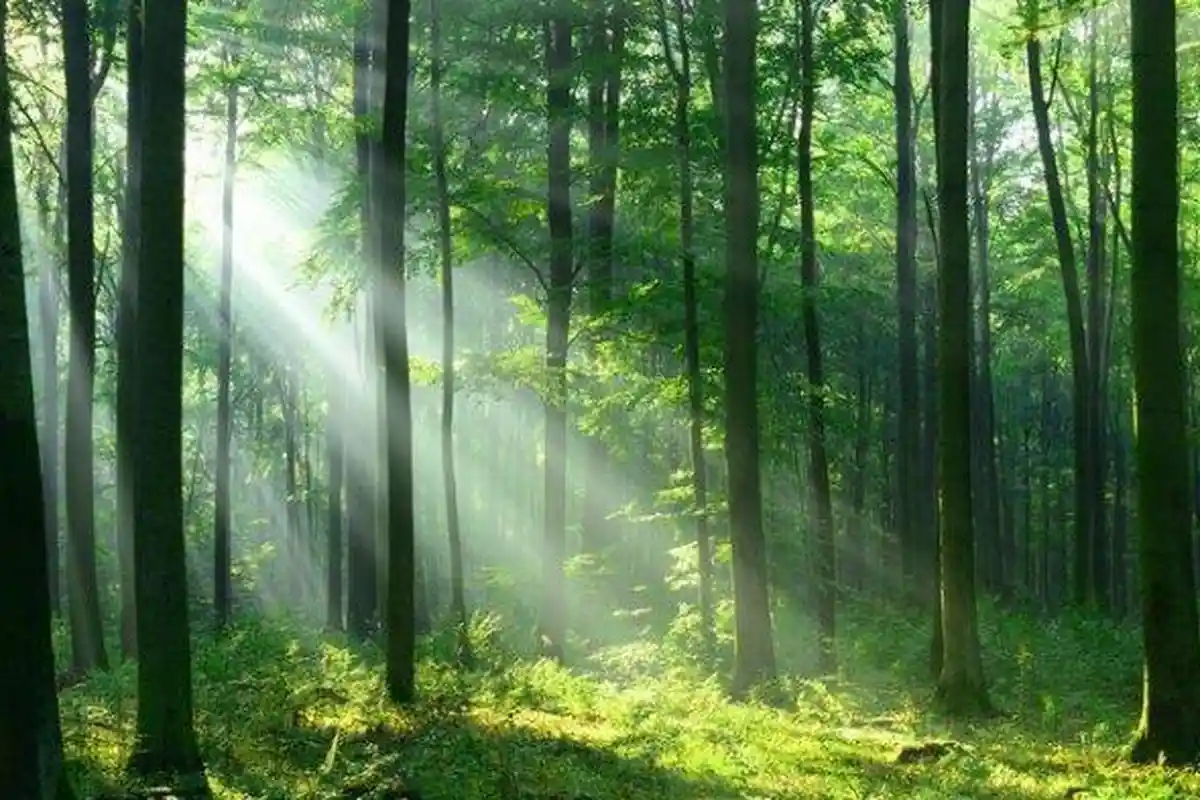 Viral Lansia Dituntut 2 Tahun Penjara karena Tebang Pohon, TNUK Beri Penjelasan