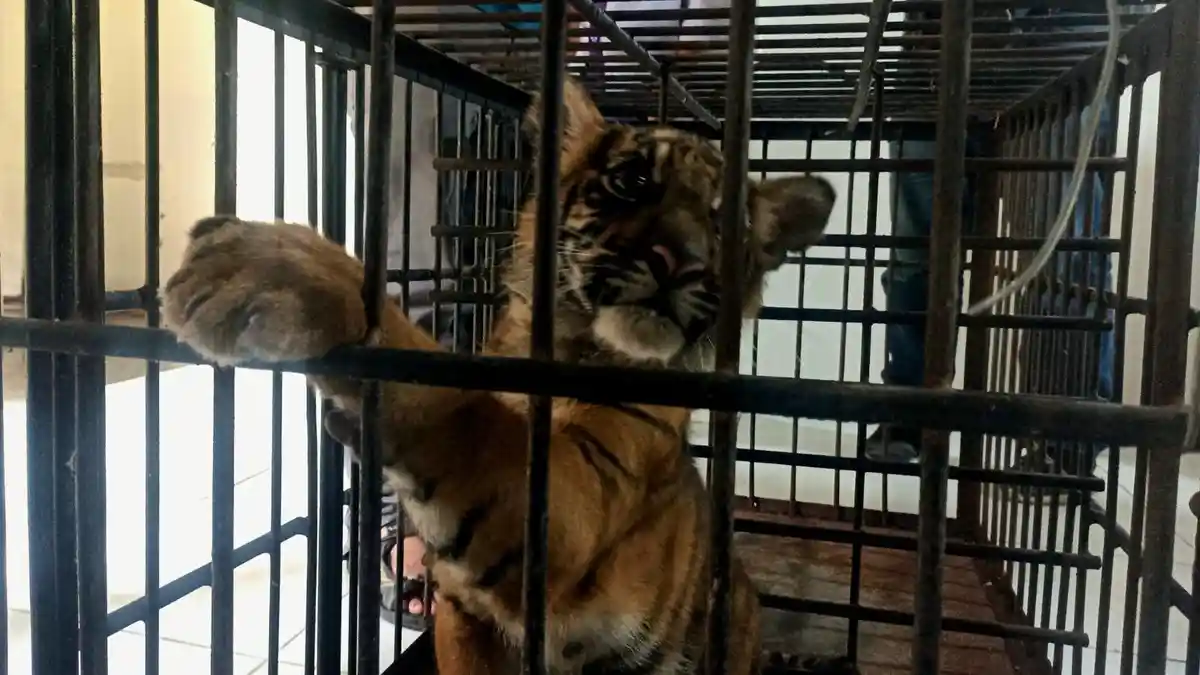 Bukan dengan Induknya, Anak Harimau Banun Kinantan Tumbuh Dirawat Pengasuh dan Dokter di Bukittinggi