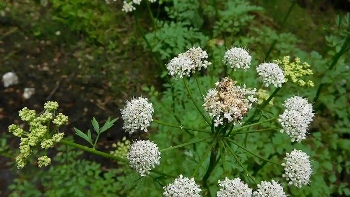 Berikut ini 5 Tanaman Paling Berbahaya dan Sangat Mematikan di Dunia, Ada Water Hemlock