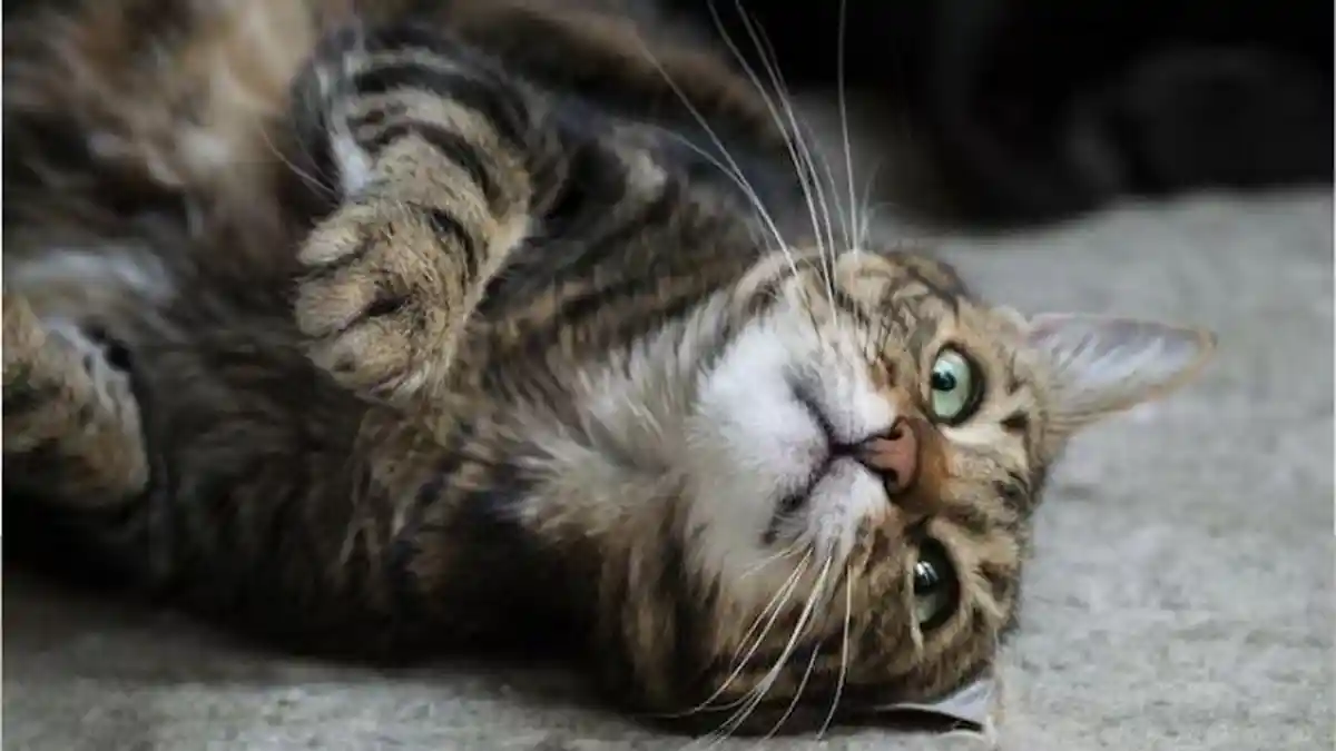 Arti Mimpi Bertemu Kucing: Antara Mitos, Fakta dan Menurut Primbon Jawa