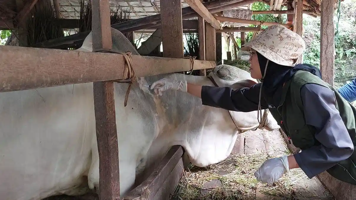 Ribet Urus SKKH, Distapang Kebumen Sarankan Kurban Pakai Sapi Lokal