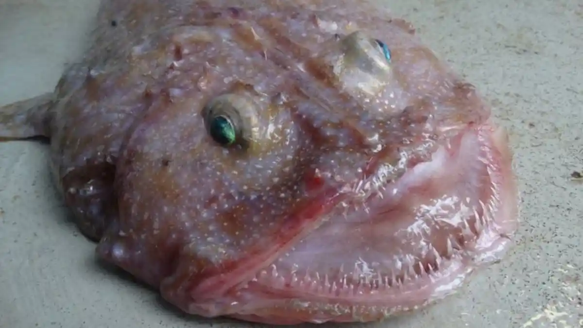 Ini Dia Penampakan Ikan Setan Menyeramkan - ini-dia-penampakan-ikan-setan_20160221_145307.jpg