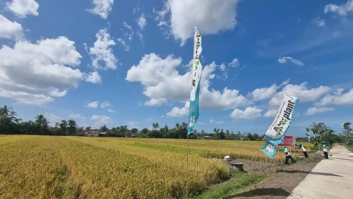 Panen Raya di Subang, Komunitas 10 Ton Capai Produktivitas Dua Kali Lipat Nasional