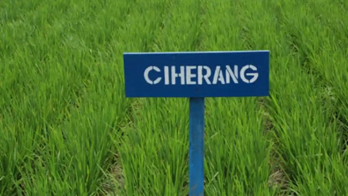 Padi Ciherang tak Dianjurkan Lagi Ditanam