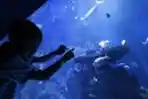 Berwisata ke Jakarta Aquarium