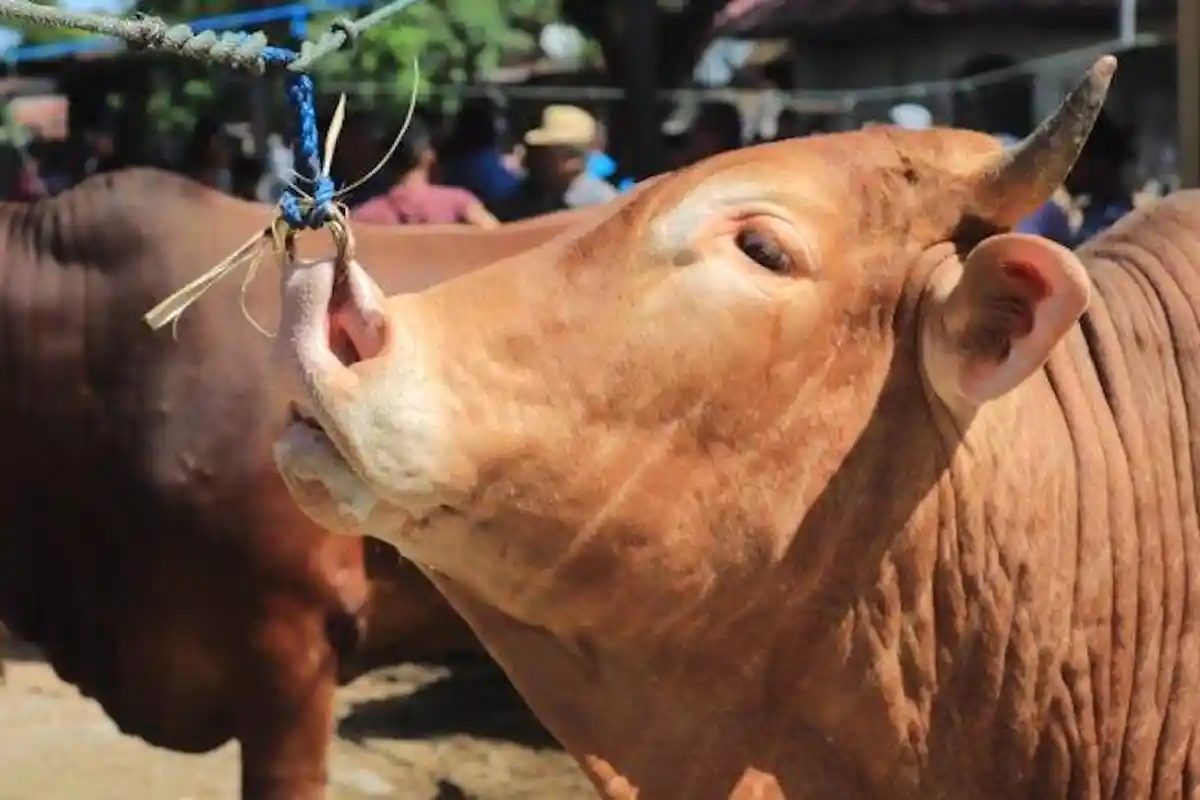 Hanya Pemeriksaan Secara Visual, Distan Aceh Tenggara Pastikan 882 Ekor Hewan Kurban Sehat