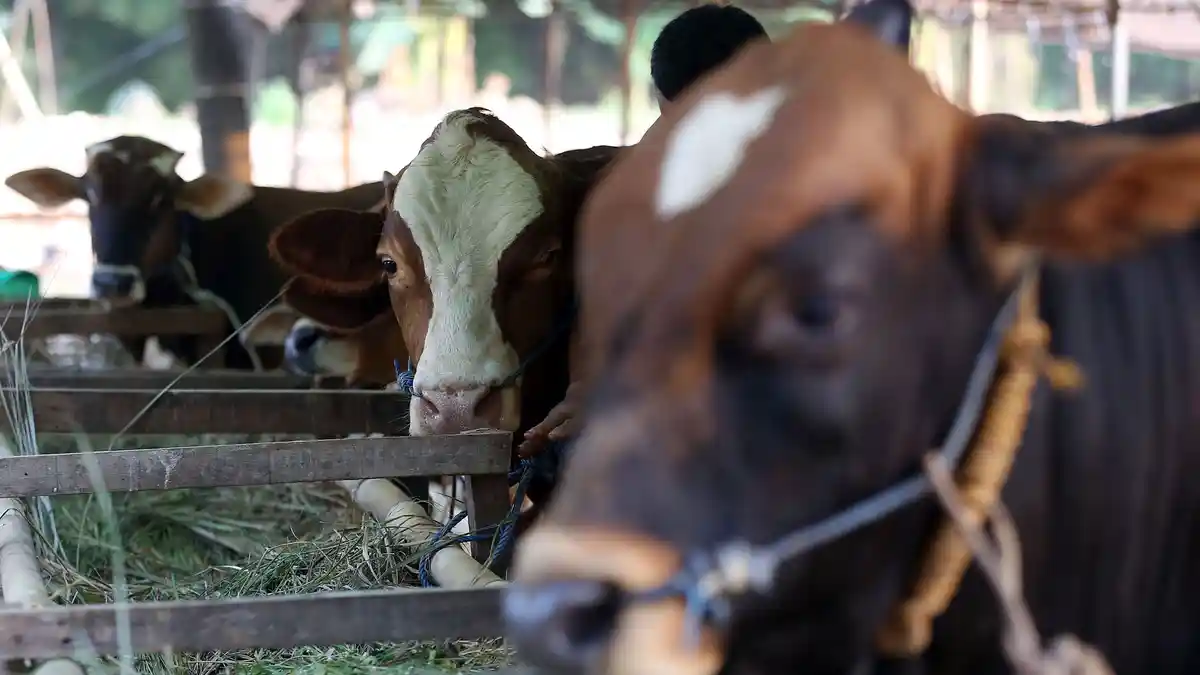 Hukum Patungan Kurban Sapi Idul Adha, Berikut Penjelasan dan Bacaan Niatnya