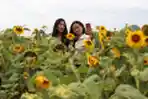 Menikmati Keindahan Ladang Bunga Matahari di Kota Batu