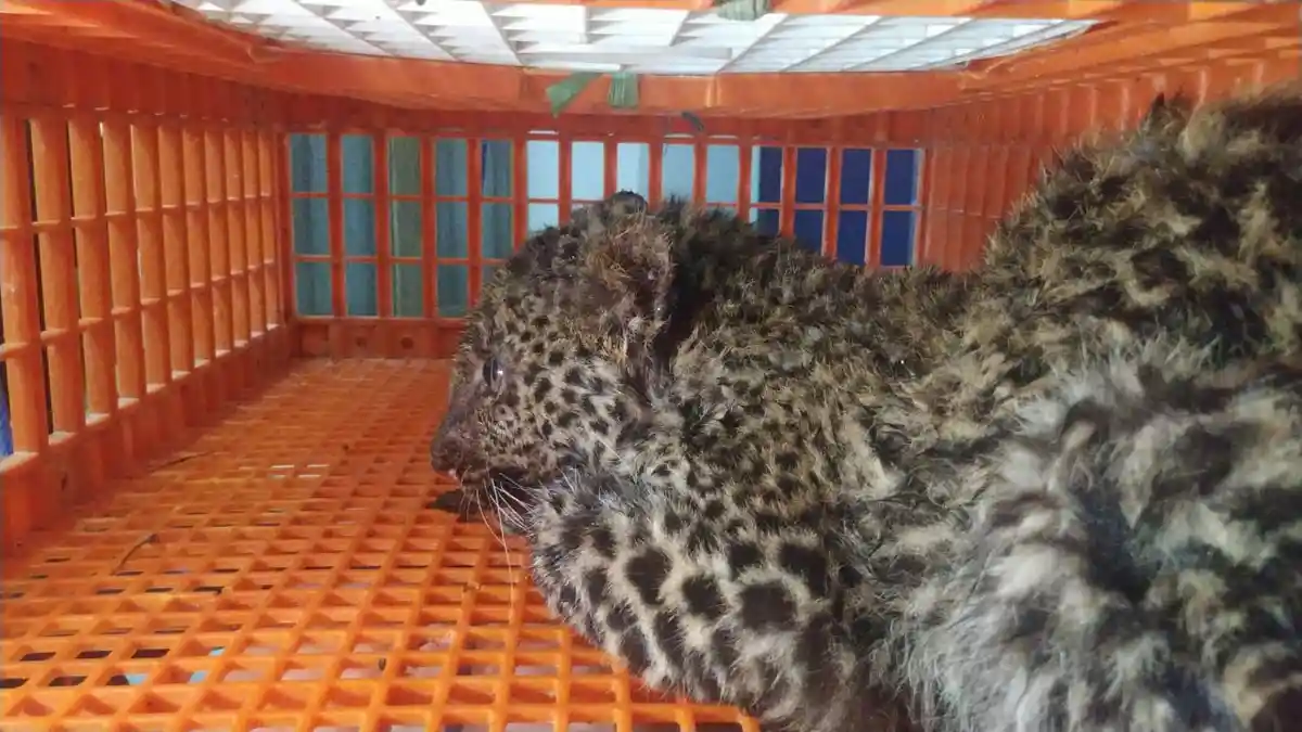 Dalam Perut Anak Macan Tutul Itu Ditemukan Sepatu Boot, Tewas Setelah Ditangkap di Peternakan Ayam