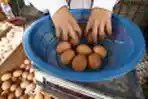 Harga Telur Ayam Tembus Rp. 29.500 di Jakarta