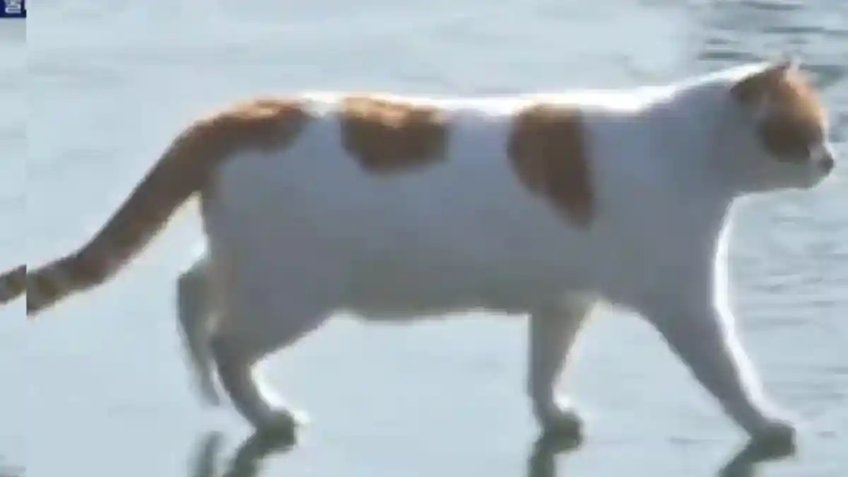 Viral di TikTok Dance Idol Korea Dengan Sound Kucing Berjalan di Atas ...
