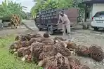 Warga-menyusun-tandan-buah-segar-TBS-kelapa-sawit-sebelum-di-naikan-ke-mobil.jpg