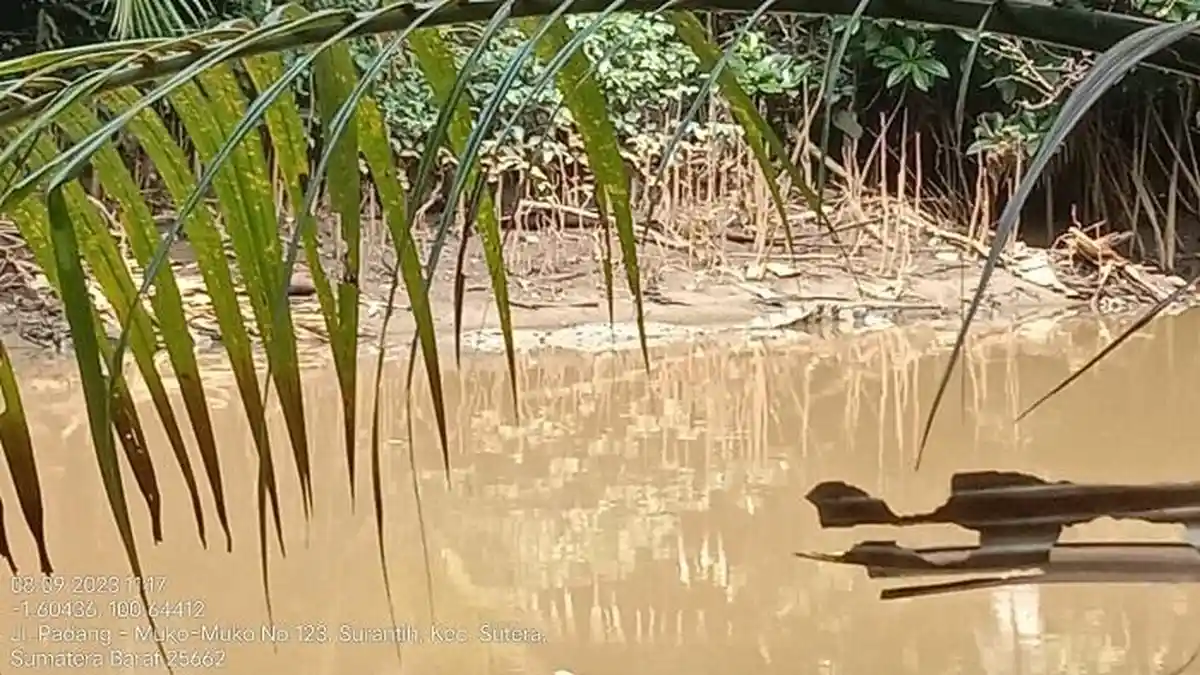 Petugas BKSDA Datangi Lokasi Tempat Penemuan Buaya yang Hebohkan Warga Pessel