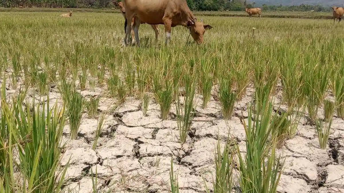 Lahan Sawah di Malaka Kering, Petani Terancam Gagal Panen