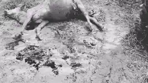DIMANGSA-HARIMAU-Seekor-sapi-ternak-milik-warga-Dusun.jpg