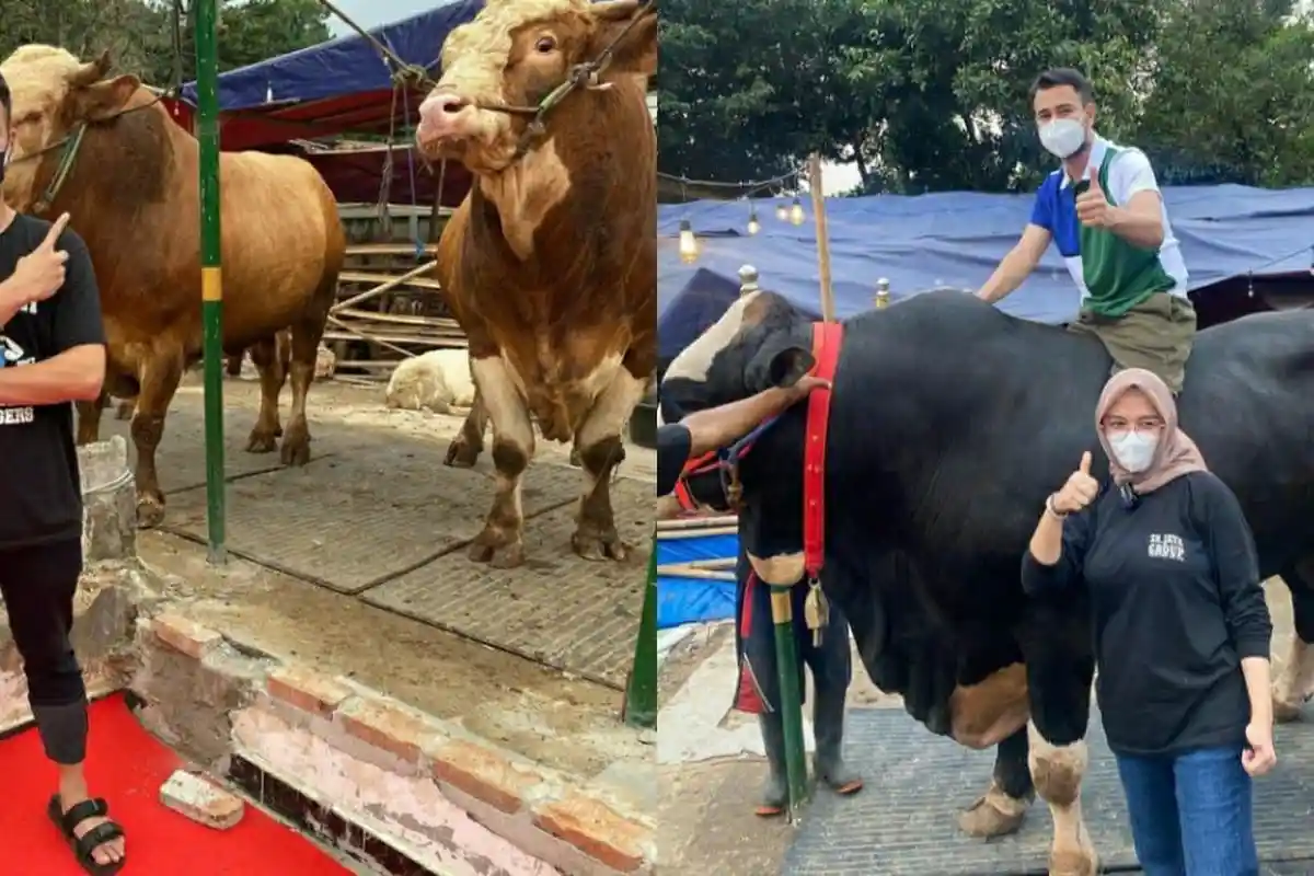 Raffi Ahmad Borong 5 Ekor Sapi Kurban untuk Idul Adha 2025