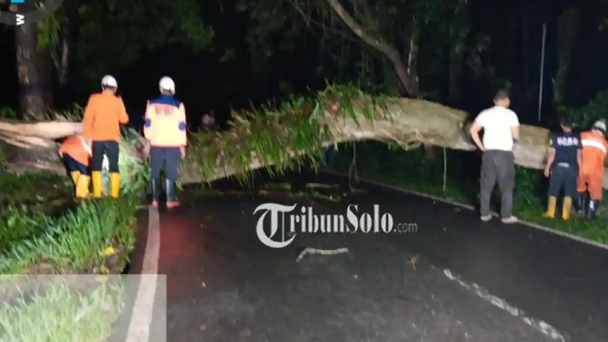 Pohon Tumbang di Jalan Derpoyudo, Akses Karanganyar-Mojogedang Sempat Terhambat